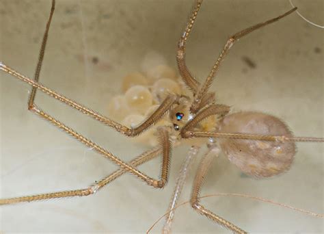 Shortbodied Cellar Spider Spermophora Senoculata · Inaturalist