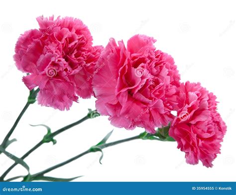 Three Pink Carnations On A White Background Stock Image Image Of