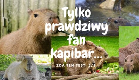 Test O Kapibarach Tylko Prawdziwy Mi O Nik Tych Zwierz Tek Zda Ten