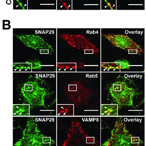 SNAP29 Is Localized On The Plasma Membrane And In Endocytic