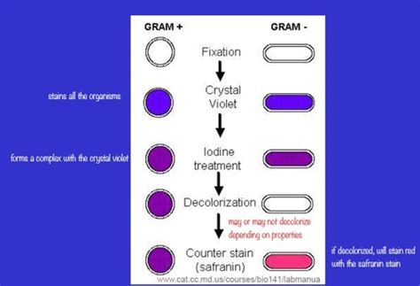 Recommended Lab Text Flashcards Quizlet