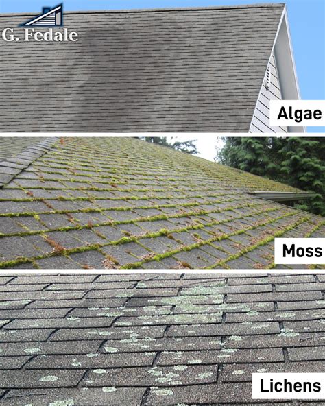 How To Remove Moss And Algae From Your Roof G Fedale