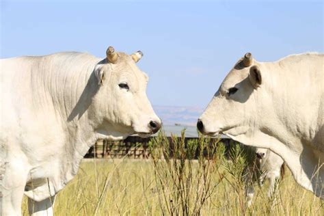 Chianina Cows - Everything You Should Know