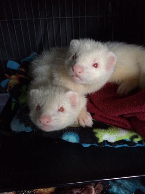 Comparing Ferret Mills and Breeders – Holistic Ferret Forum