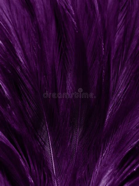 Purple Feathers In A Plastic Valentine Heart Stock Photo Image Of