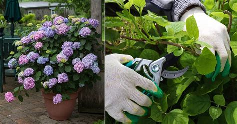 Growing Hydrangeas From Cuttings How To Propagate Hydrangea