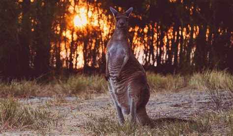 Un Milliard Danimaux Morts En Australie Quest Ce Que Cela Signifie