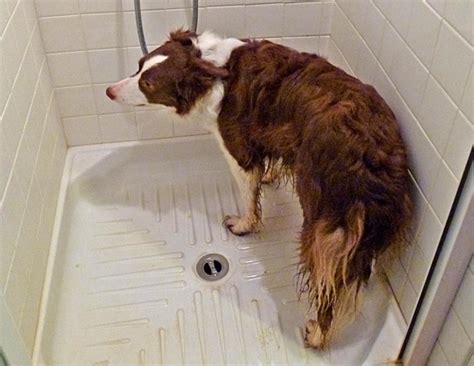 living  life  saint aignan  dog shower