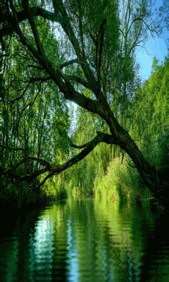 Green lake GIF - Download & Share on PHONEKY