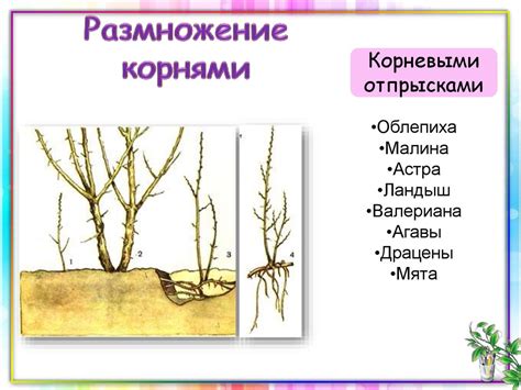 Вегетативное размножение растений. (6 класс) - презентация онлайн