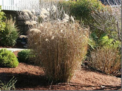 Pruning Miscanthus Grass How To Cut Back Big Ornamental Grasses