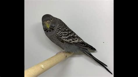 Periquito Australiano Cara Negra Australian Parakeet Budgie Black