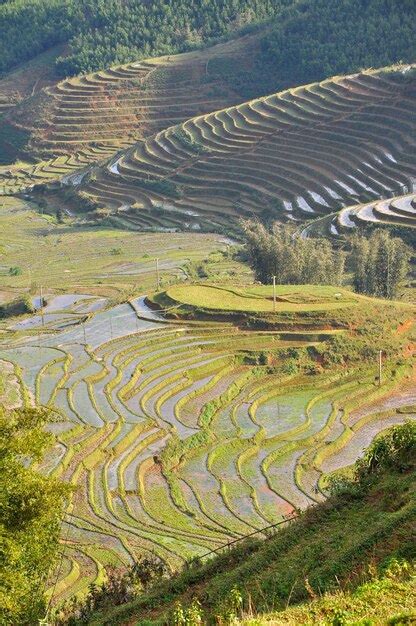 Premium Photo Terraced Rice Field In Northern Vietnam