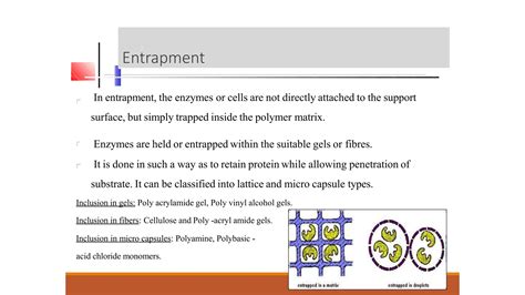 Enzyme Biotechnology Methods Of Enzyme Immobilization And Applications Pptx