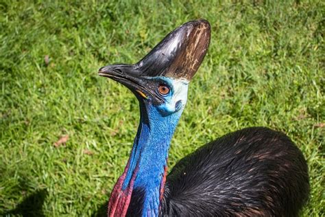 Remembering Juliet - Brevard Zoo