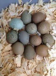 Will my Button Quail eggs hatch? – Dogged Hope