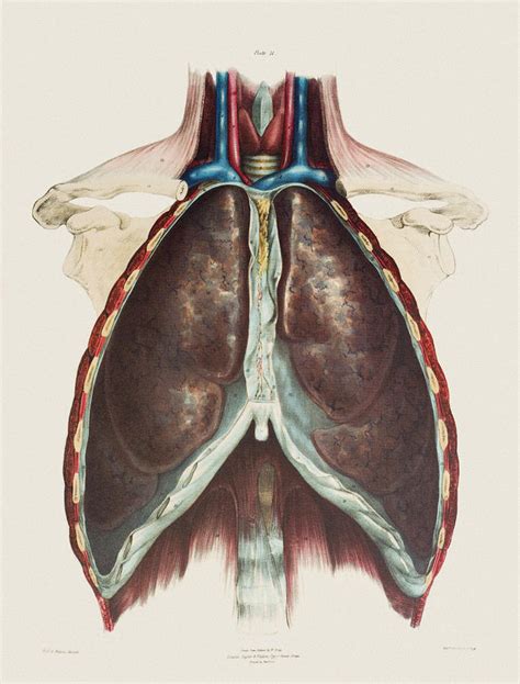 Respiratory System Photograph By Mehau Kulyk Fine Art America