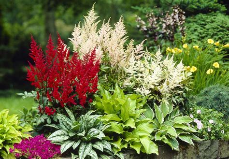 Komplett Guide För Astilbe Plantering Skötsel Och Sorter