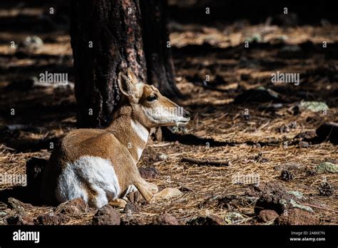 African Deer Hi Res Stock Photography And Images Alamy