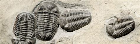 Trilobite Eyes—Ultimate Optics | Answers in Genesis