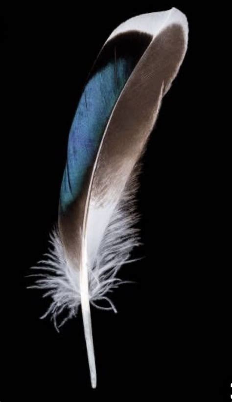 Tail feather of a red tailed hawk – Artofit