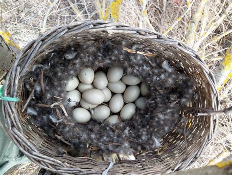 Утиные яйца в совиной корзине • Анна Евсеева • Научная картинка дня на ...