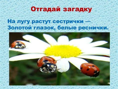 Почему мы не будем рвать цветы и ловить бабочек? - презентация онлайн