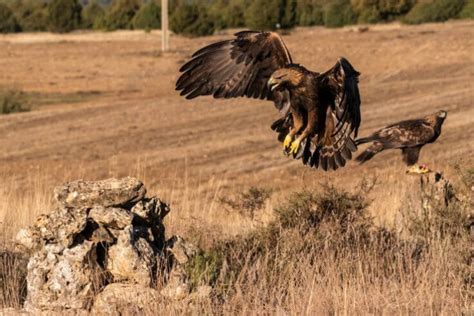 13 Beautiful Birds in Mexico (With Pictures) - Avibirds.com