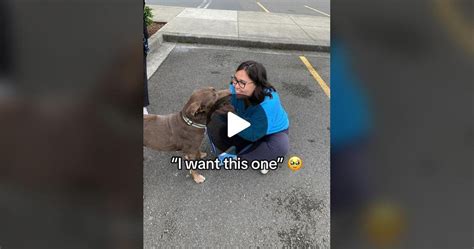 Woman Adopts Senior Dog Who Dies 28 Days Later Upworthy