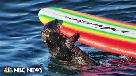 Sea Otter Bites And Steals Surfboards In California Youtube