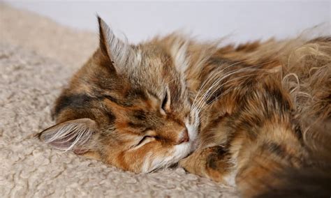 Esporotricose Em Gatos Proteja Seu Peludo Petz