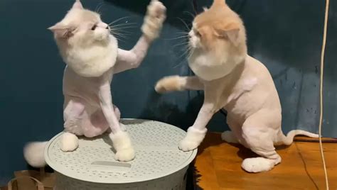 Cat boxing : r/internetcats