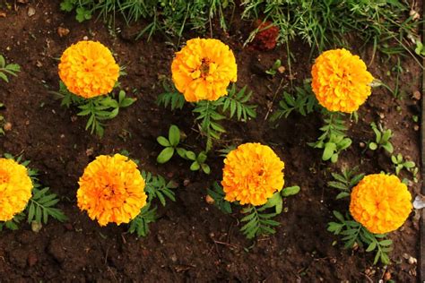 How To Grow Marigold At Home In The Usa From Seeds And Cuttings In The Backyard And Pots