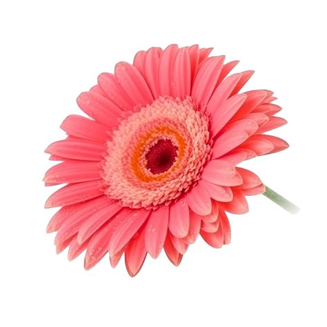 Gerbera Flower Isolated 22917728 Png