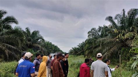 Sengketa Lahan Antara Petani Bungintimbe Dan Pt Ana Memasuki Babak Baru