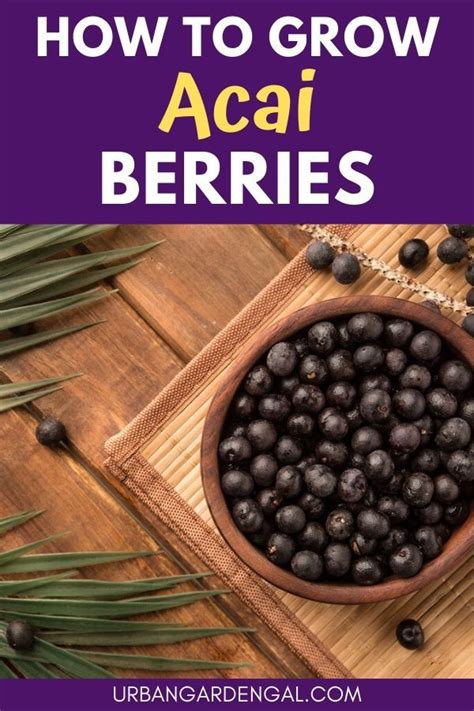 How To Grow Acai Berries In 2020 Acai Berry Fruit Trees In