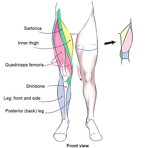 Leg Muscle Diagram Human Body