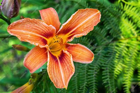 Premium Photo Orange Asiatic Lily Flower In The Garden