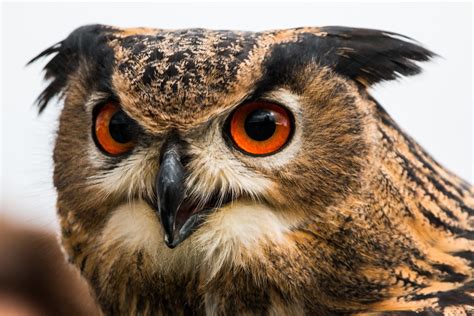 Fotos gratis naturaleza pájaro ala mosca fauna silvestre pico