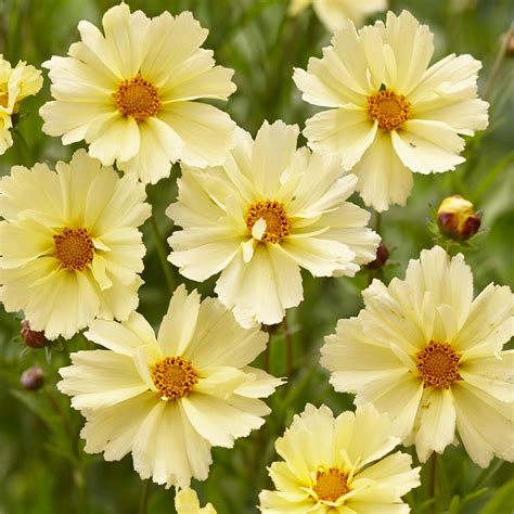 Coreopsis 'UpTick Cream' | Tickseed – Gardeners Dream