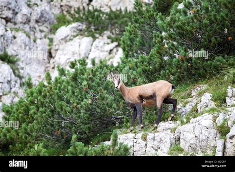 Animal Wild Dolomites Alps Chamois Wild Animal Mountain Tree