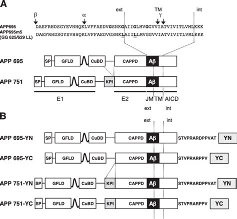 Schematic Representation Of App Isoforms And App Yfp Fusion Constructs