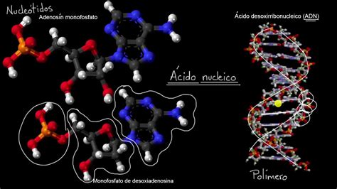 Introducción A Los ácidos Nucleicos Y Nucleótidos Khan Academy En