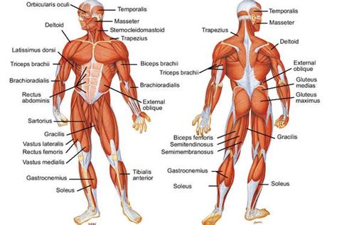 Major muscles involved in movement – HSC PDHPE