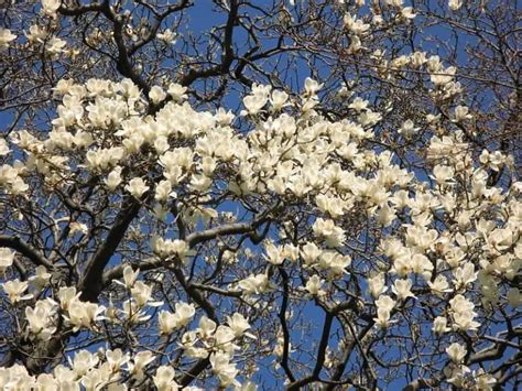 10 Elegant Magnolia Trees For USDA Zone 5