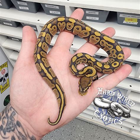 Black Head Hypo Ball Python By Hard Wired Exotics Morphmarket