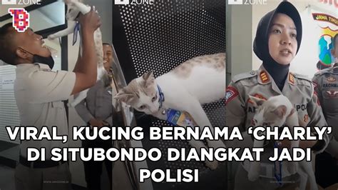 Charly Kucing Viral Yang Diangkat Jadi Polisi Tugasnya Tak Kalah