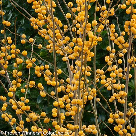 Berry Heavy® Gold Winterberry Holly | Plant Addicts