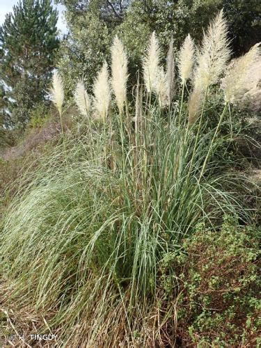 Euskal Erlaitza Corniche Basque Herbes De La Pampa Cortaderia