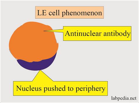 Fator Antinuclear Para Que Serve BRAINCP